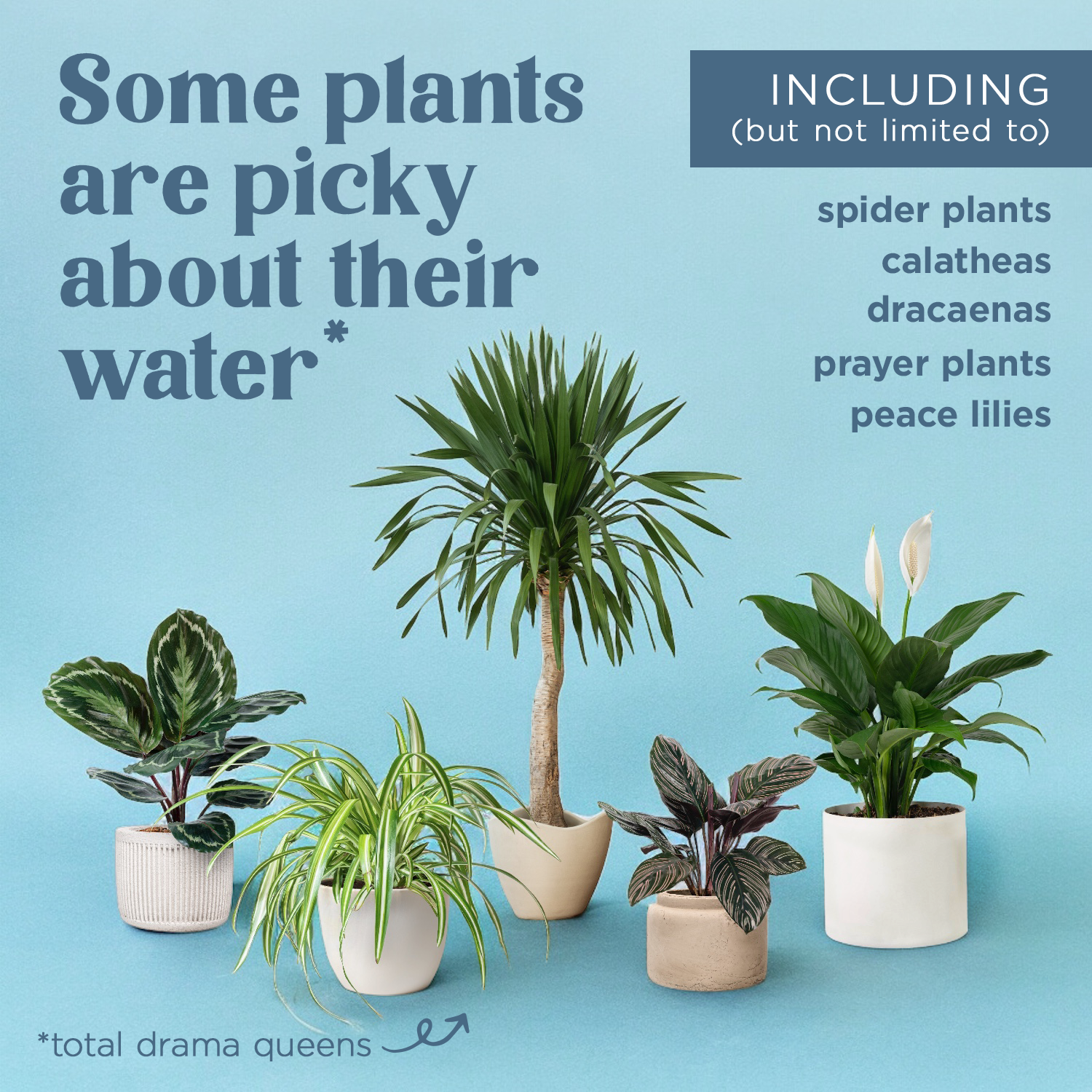 total indoor plants Houseplant Tap Water Conditioner – The Green House