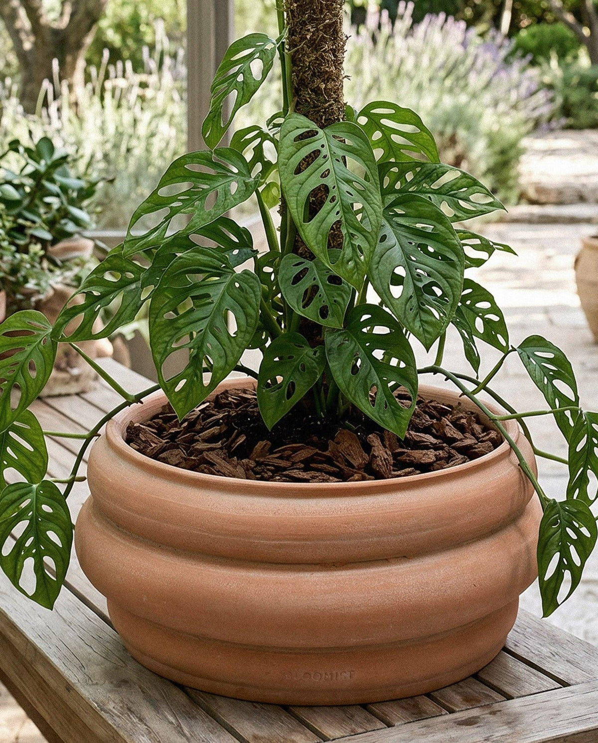 Basin Terracotta Pot, Whitewash