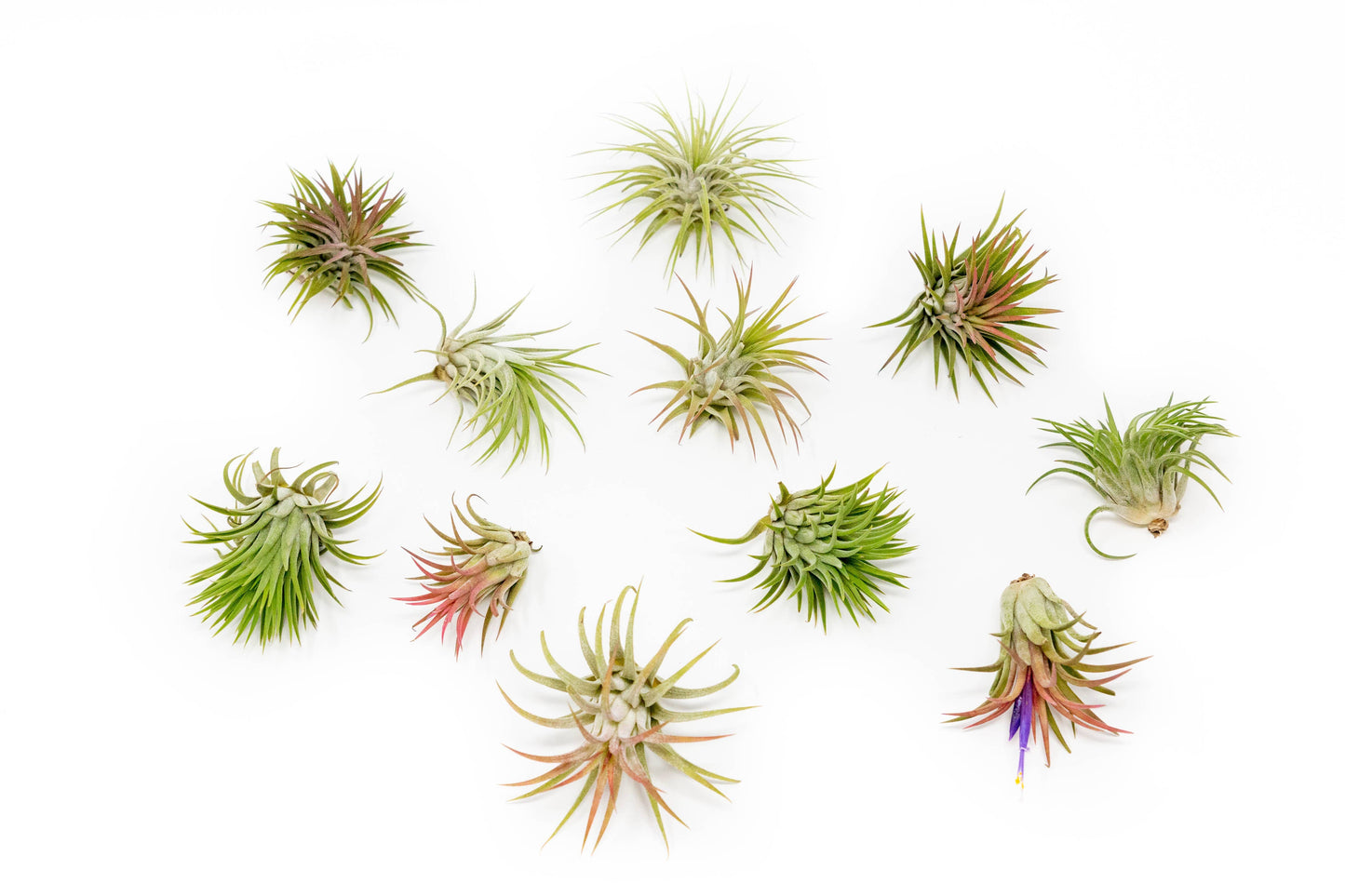 Large Tillandsia Ionantha Rubra Air Plants