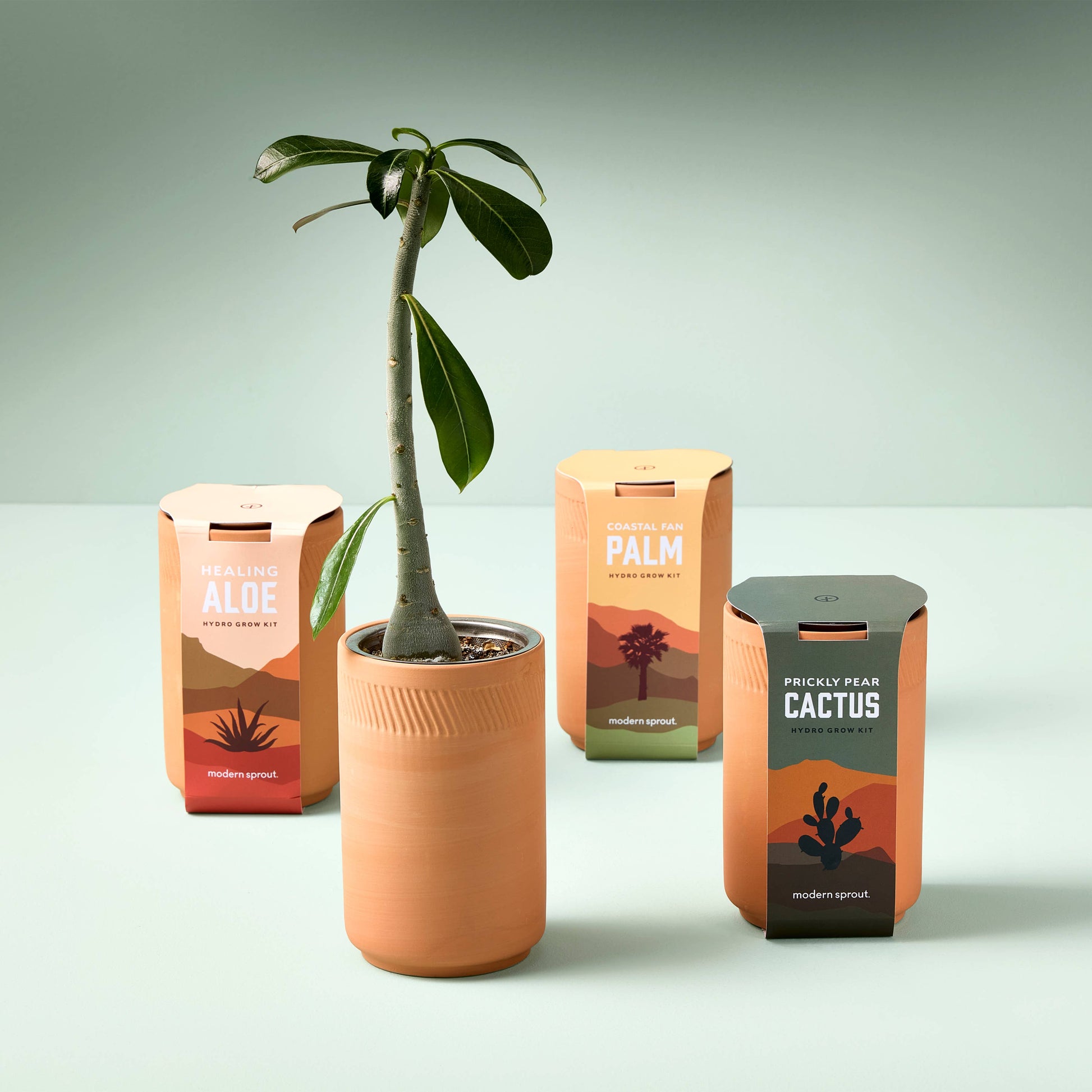 prickly pear cactus hydro grow kit instructions Modern Sprout Desert Rose Bonsai Terracotta Kit