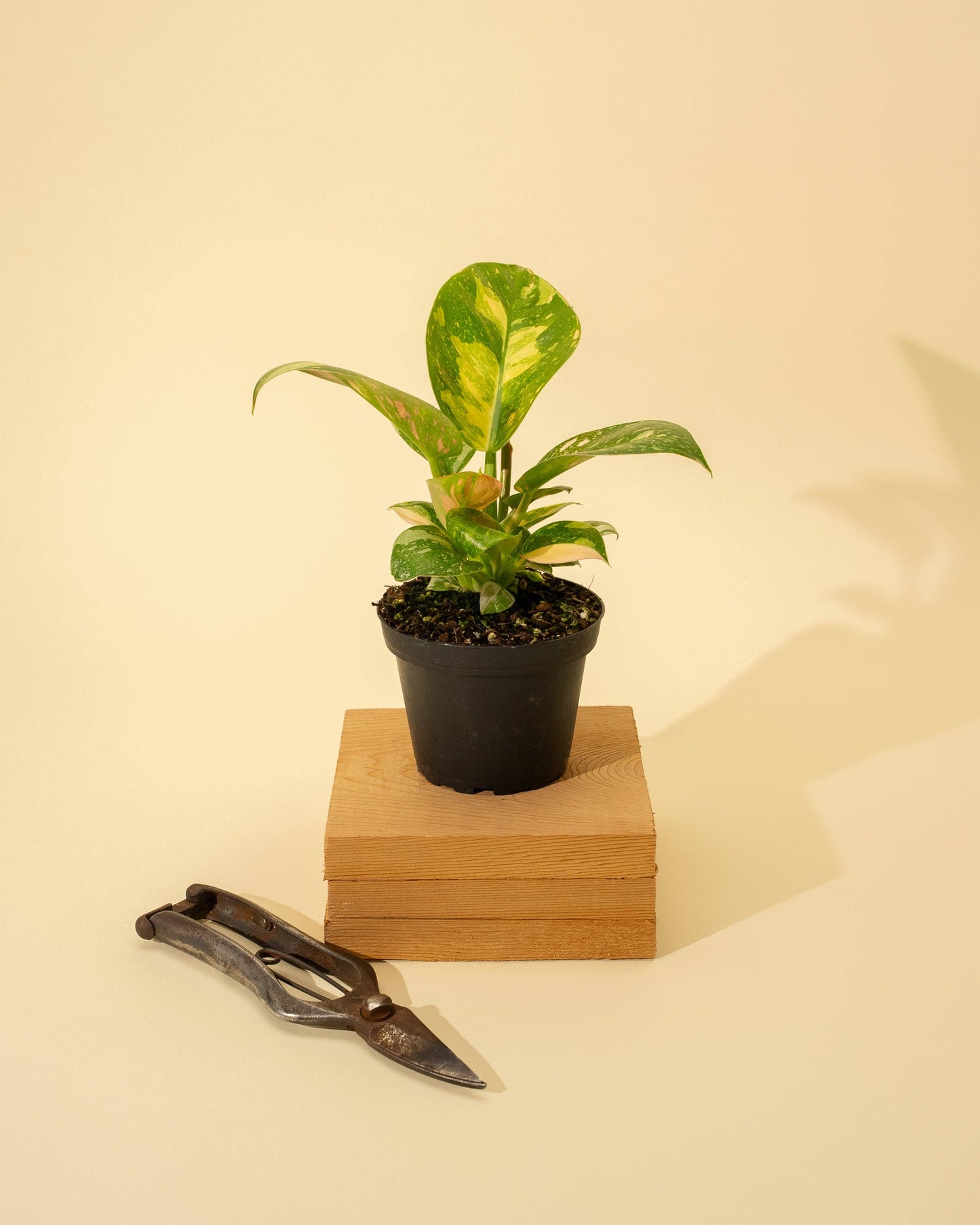 4" 'Copper Flame' Philodendron Green Congo