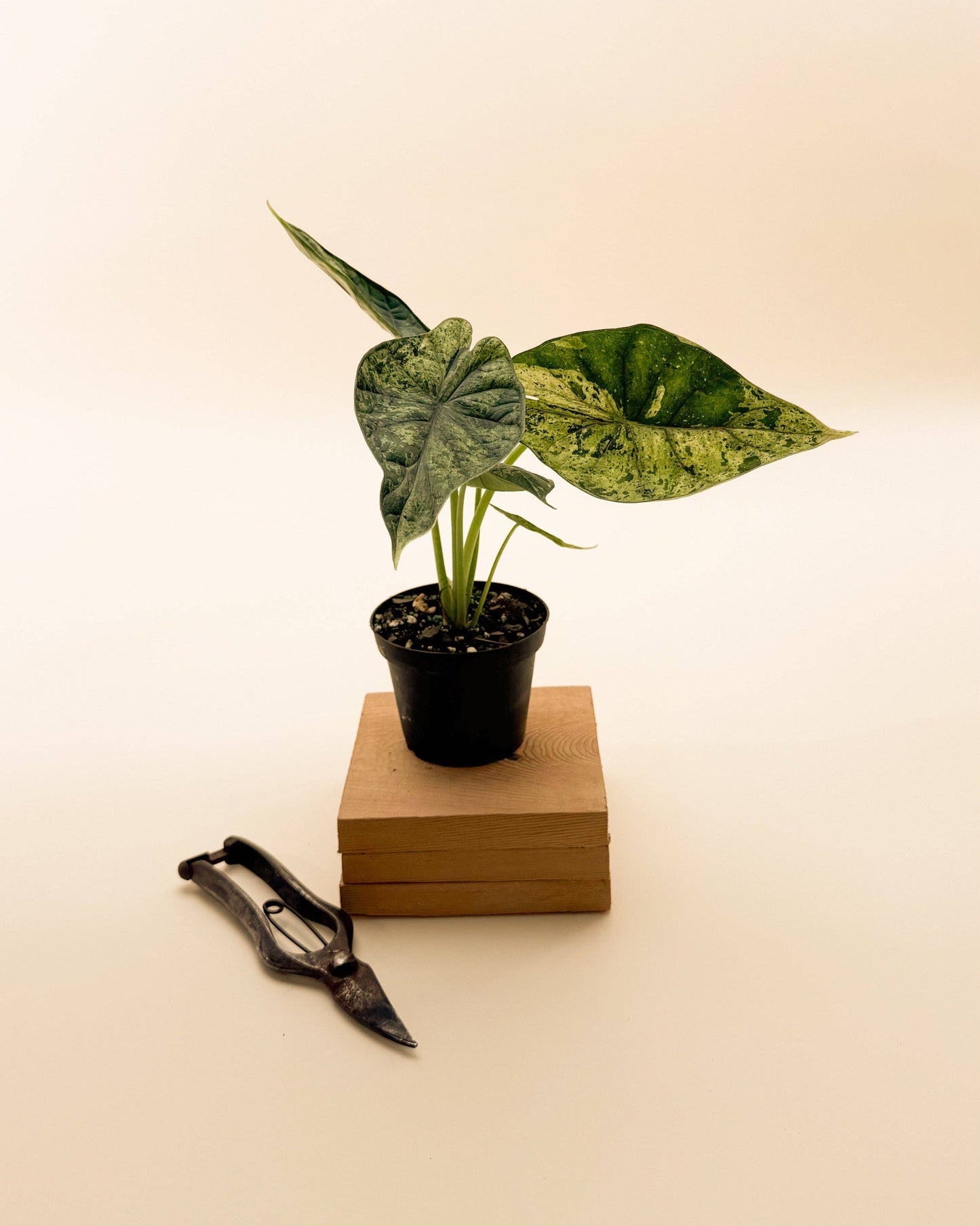 4" Alocasia 'Green Dragon Scale Mint'