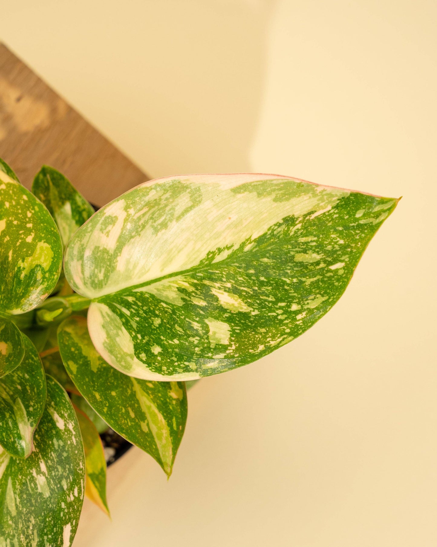 4" 'Copper Flame' Philodendron Green Congo