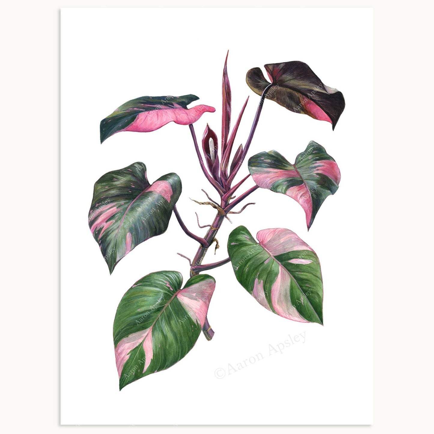 Philodendron 'Pink Princess' Print: 8"x10"