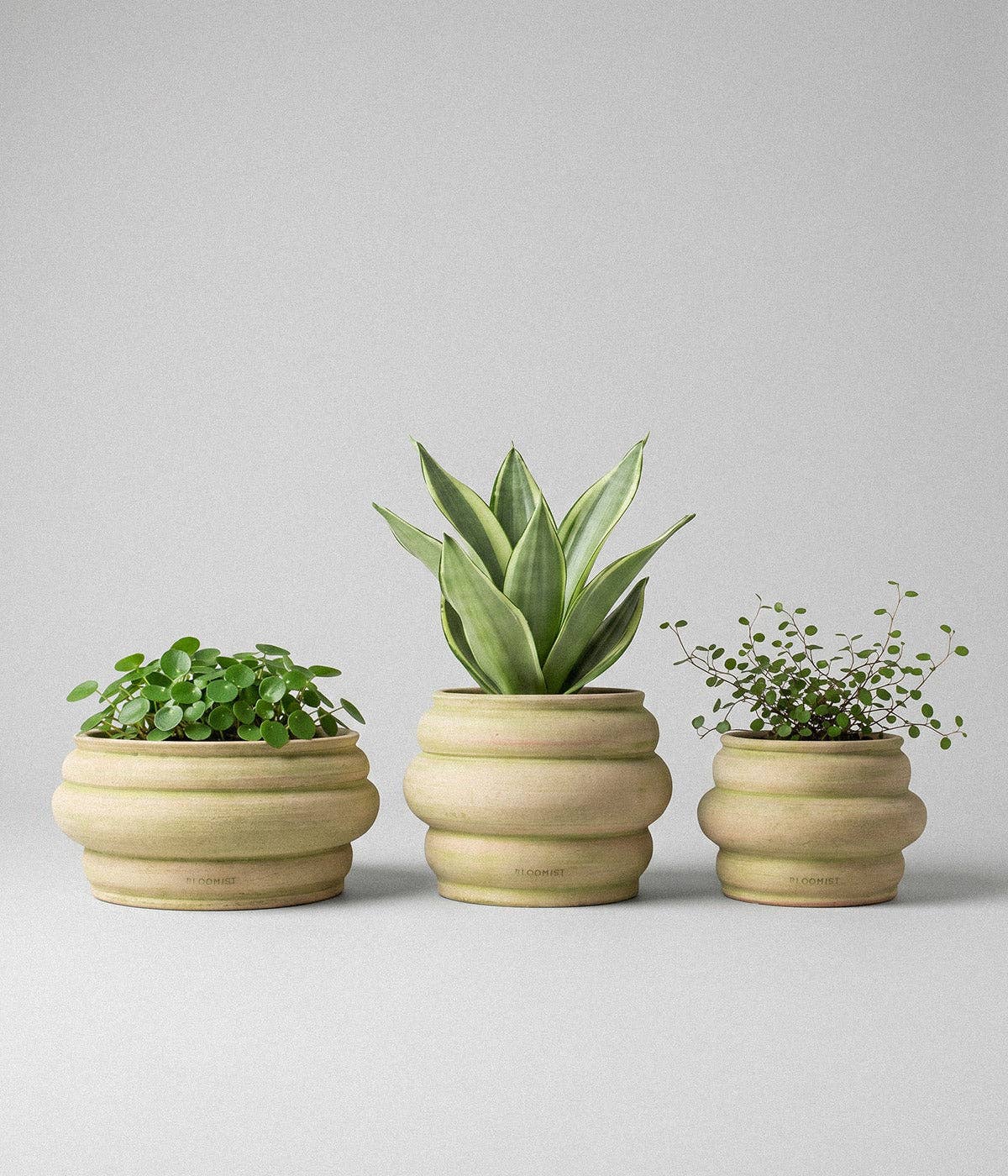 Basin Pot, Greenwash