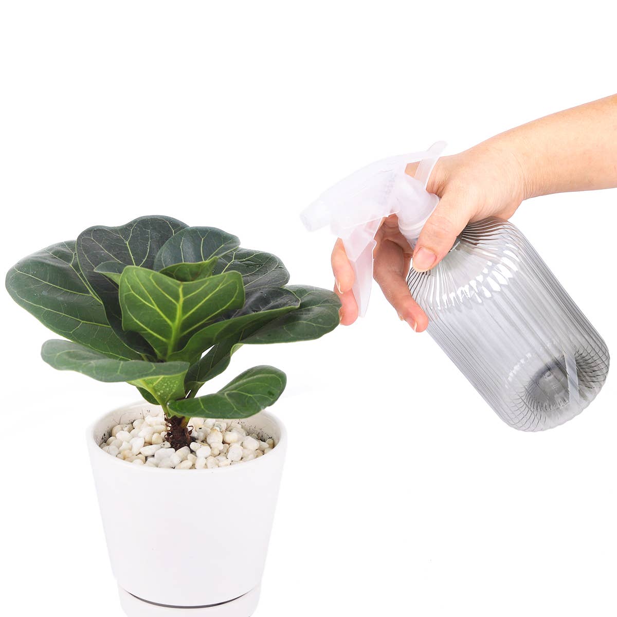 16.9oz Plastic Spray Bottle, Mister For Plants, 3 Colors