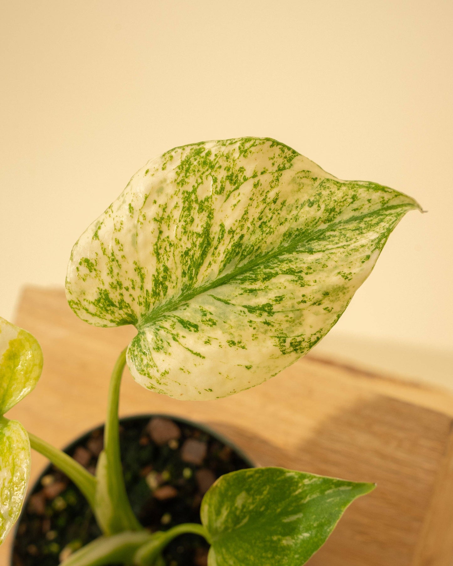 4" Monstera 'Mint'