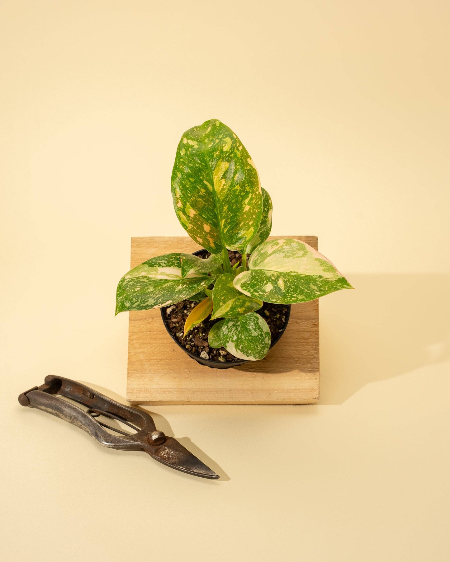 4" 'Copper Flame' Philodendron Green Congo