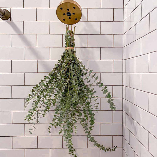 Fresh Eucalyptus Bundle | For Shower/Vase | SAN DIEGO GROWN: Large (🎉 Bestseller)