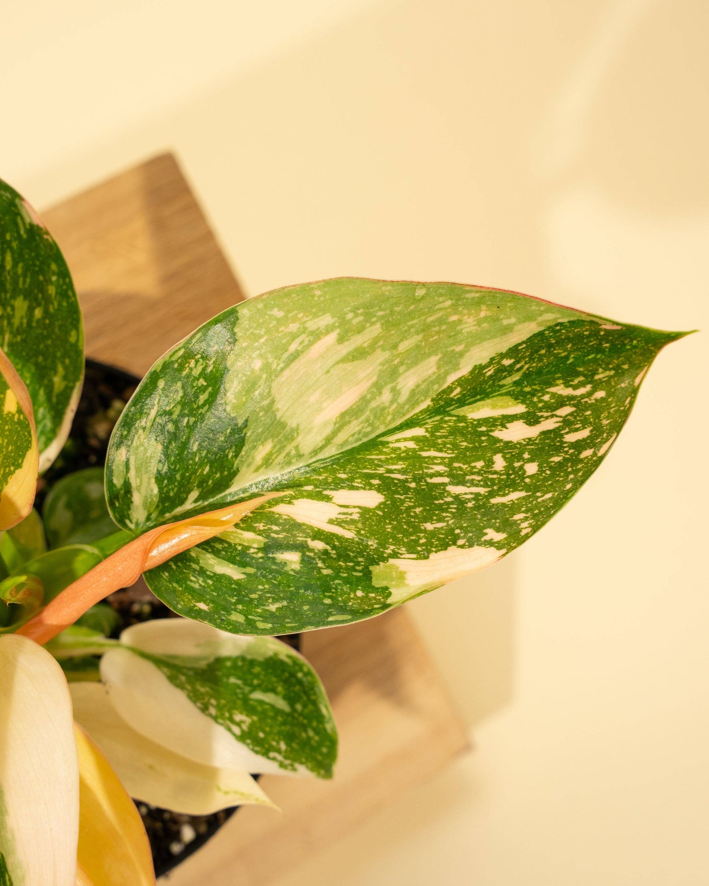 4" 'Copper Flame' Philodendron Green Congo