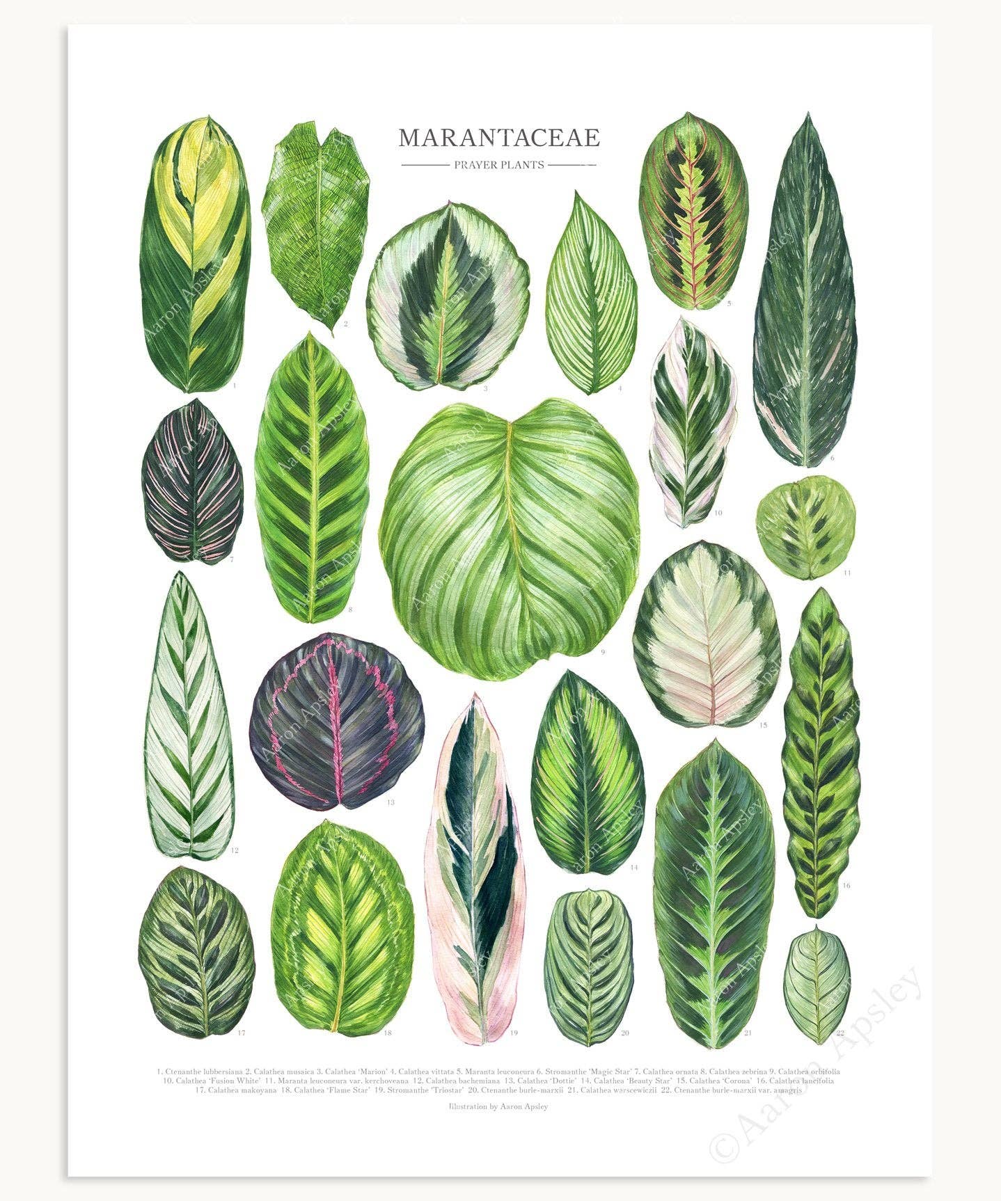 Marantaceae Species Print: 12"x16"