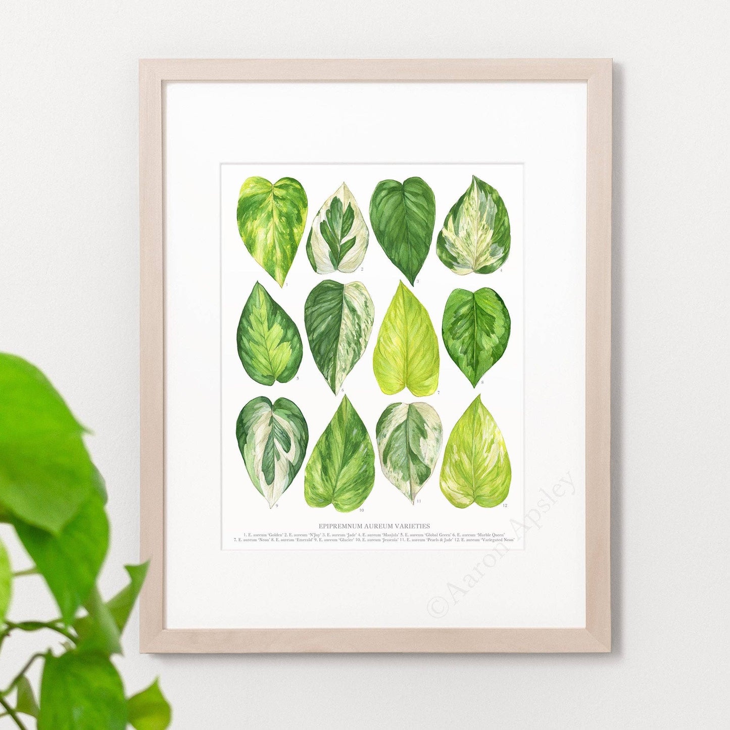 Epipremnum aureum Varieties Print: 8"x10"