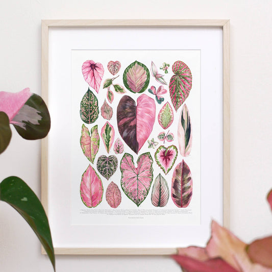Pink Houseplant Varieties Print: 12"x16"