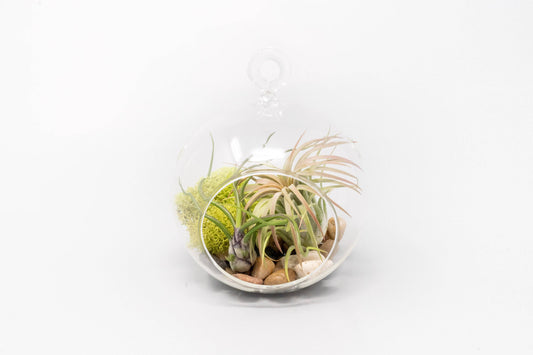 Hanging Flat Bottom Glass Globe Stunning Terrarium Sets