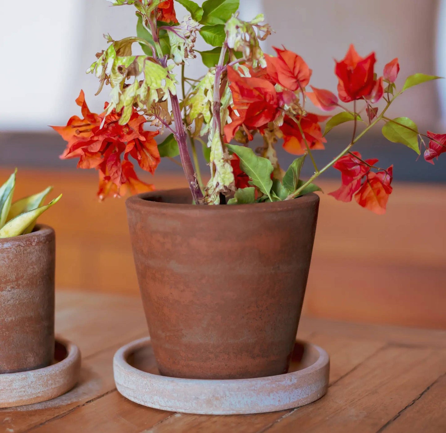 Concrete-washed Terracotta Planter (Small): With drainage plate