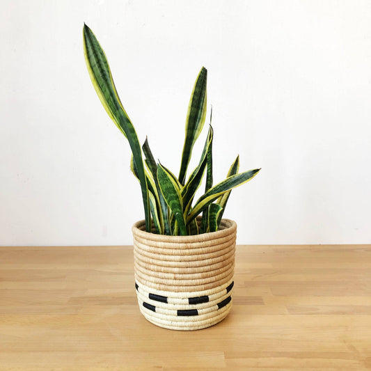 Storage Plant Basket: Mazuru