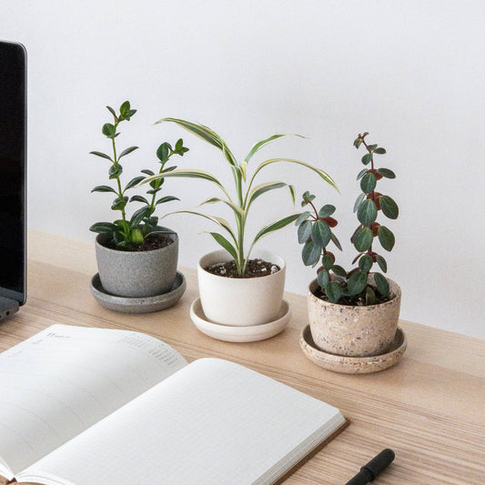 Recycled Mini Planters