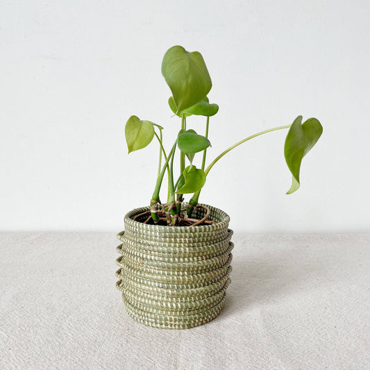 Sweetgrass Plant Basket: Kupanua: Medium