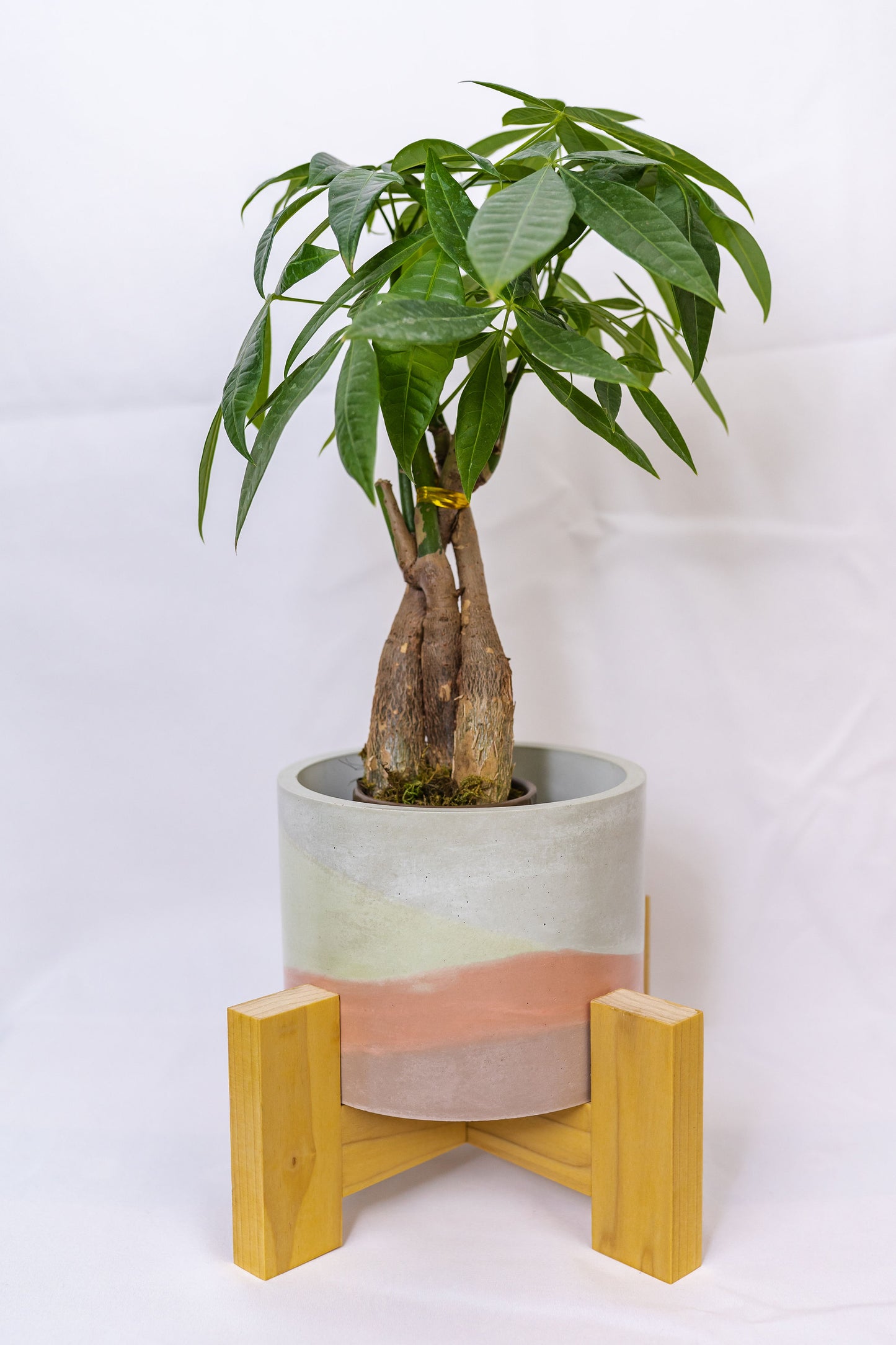 'Poplar' Wood Plant Stand