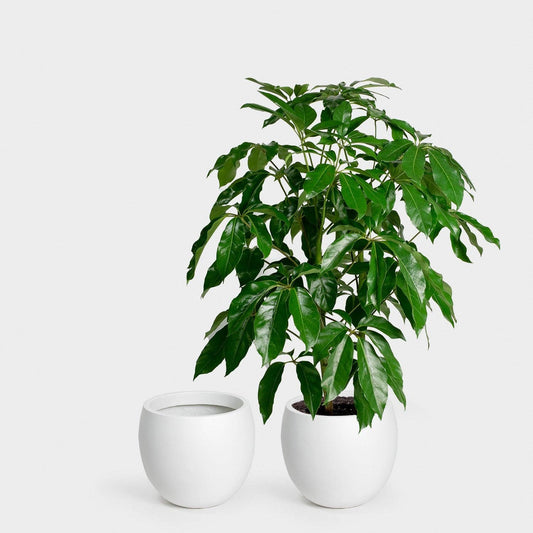 Calyer 34 Large Planter: White